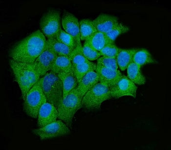 Immunofluorescent staining of FFPE human A431 cells with hUPF2 antibody (green) and DAPI nuclear sta