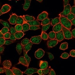 Immunofluorescent staining of PFA-fixed human HeLa cells using ZBTB7B antibody (green, clone PCRP-ZB