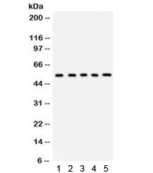 Vitronectin Antibody
