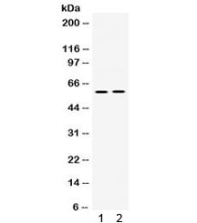 SCAP1 Antibody / SKAP55