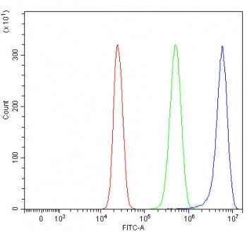RPGRIP1L Antibody / Protein fantom