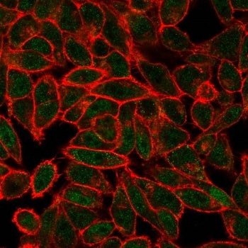 Immunofluorescent staining of PFA-human HeLa cells using JUNB antibody (green, clone PCRP-JUNB-3G2) and phalloidin (red).