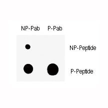 Dot blot analysis of nonphos (NP) and phospho-Wee1 antibody (P). 50ng of phos-peptide or nonphos-pep