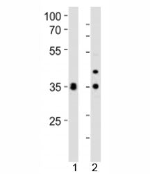 Western blot analysis of lysate from 1) human HeLa and 2) mouse NIH3T3 cell line using WDR5 antibody