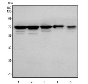 Western blot testing of 1) human A549, 2) human HepG2, 3) rat PC-12, 4) rat RH35 and 5) mouse RAW264