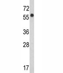 WDR1 Antibody