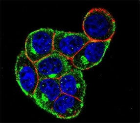 Confocal immunofluorescent analysis of Cyclin D antibody with HeLa cells followed by Alexa Fluor 488