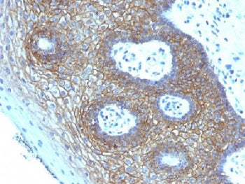 CD44v4 Antibody