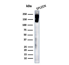 CD45 Antibody (Leukocyte marker)