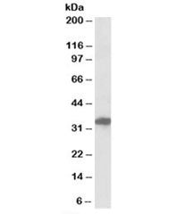 Western blot testing of human cerebral cortex lysate with POU6F1 antibody at 0.3ug/ml. Predicted/obs