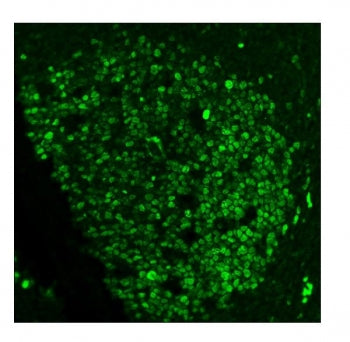 Immunofluorescent staining of FFPE human tonsil tissue with Ki-67 antibody (green). HIER: steam sect