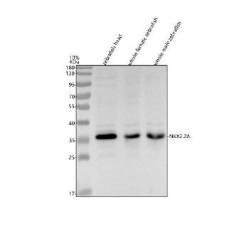 Western blot analysis of Nkx2.2a protein using Zebrafish Nkx2.2a antibody and 1) zebrafish head, 2) 