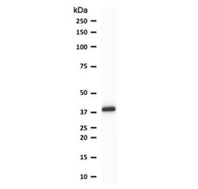 Western blot testing of human THP-1 cell lysate with PU.1 antibody (clone TFPU1-1). Predicted molecu