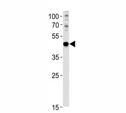 PAX6 Antibody