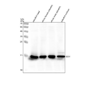 Western blot analysis of Sod1 protein using Zebrafish Sod1 antibody and 1) zebrafish head, 2) whole 