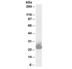 SNAP25 Antibody