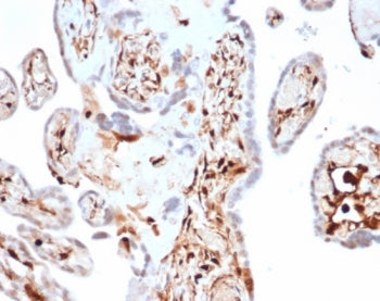 IHC staining of FFPE human spleen tissue with S100A4 antibody (clone S100A4/7097). HIER: boil tissue