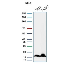 Western blot testing of human 293T and MCF-7 cell lysate with NME2 antibody (clone NME2/4160). Predi