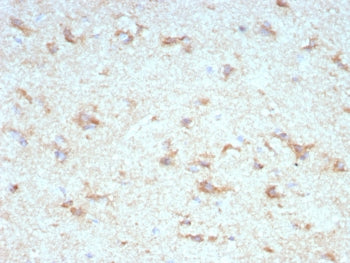 IHC staining of FFPE human cerebellum tissue with KChIP2 antibody (clone KCNIP2/7589). HIER: boil ti