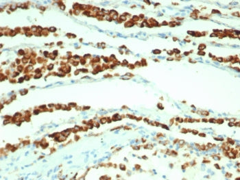 Napsin A Antibody