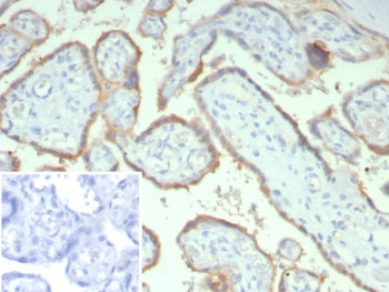 HCG-alpha Antibody