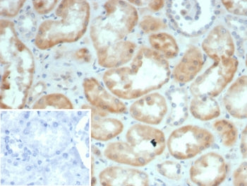IHC staining of FFPE human kidney tissue with S100G antibody (clone S100G/7461). Inset: PBS used in 