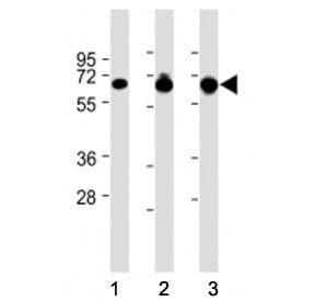 GLAST Antibody / SLC1A3 / EAAT1 (N-Terminal Region)