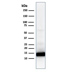 Western blot analysis of human heart lysate using Cytochrome C antibody (CYCS/1010). Predicted molec