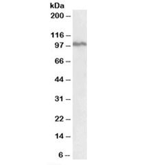 Western blot testing of K562 lysate with STAT5A antibody at 0.1ug/ml. Predicted molecular weight: ~9