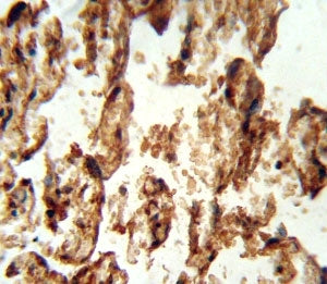 IGFBP4 antibody immunohistochemistry analysis in formalin fixed and paraffin embedded human placenta