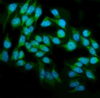 DAI Antibody / ZBP1 / Z-DNA-binding protein 1