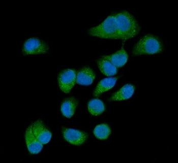 Immunofluorescent staining of FFPE human T-47D cells with GP78 antibody (green) and DAPI nuclear sta