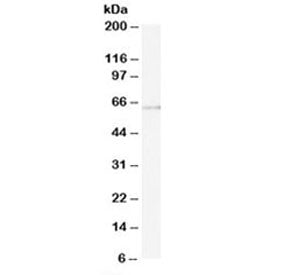 Western blot testing of U937 lysate with ARIH1 antibody at 0.5ug/ml. Predicted molecular weight: ~61