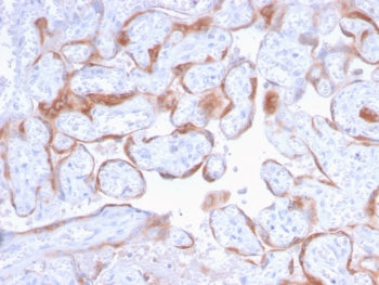 IHC staining of FFPE human placenta with PAPP-A antibody (clone PAPPA/2718). HIER: boil tissue secti