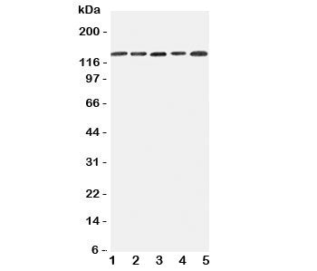 Integrin alpha 7 Antibody (ITGA7)