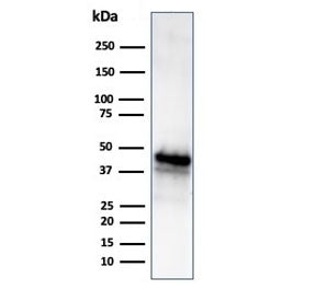 Glutamine Synthetase Antibody / GLUL