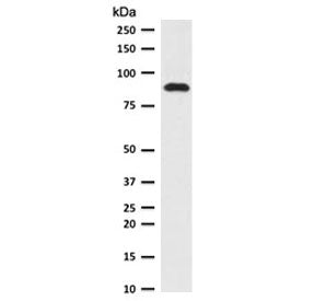 Western blot testing of human HeLa cell lysate with TLE1 antibody (clone TLEP1-1). Predicted molecul