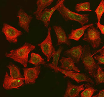 Immunofluorescent staining of FAM29A/HAUS6 using anti-HAUS6 antibody (green) and anti-Beta Tubulin a