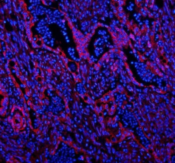 Caveolin-2 Antibody