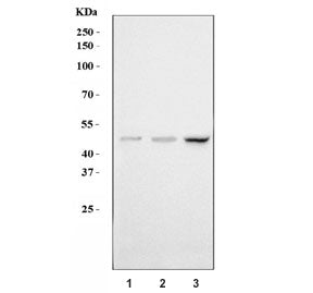 Western blot testing of human 1) HaCat, 2) HepG2 and 3) MCF7 cell lysate with P2Y6 antibody. Predict