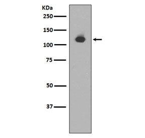 Western blot testing of mouse heart lysate with Neuropilin 1 antibody. Expected molecular weight: 10