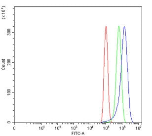WNT7A Antibody
