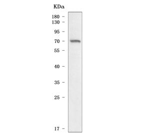 SCNN1A Antibody
