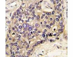 HGF Antibody