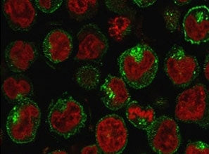 Immunofluorescent staining of PFA-fixed human K562 cells with Transferrin Receptor antibody (clone C