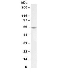 Western blot testing of human K562 lysate with PLK antibody at 1ug/ml. Predicted molecular weight ~6