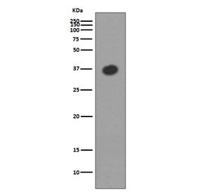 Western blot testing of E. coli lysate with Maltose Binding Protein antibody. Predicted molecular we