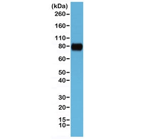 Western blot testing of human HeLa cell lysate with recombinant CD44 antibody at 1:1000. Predicted m
