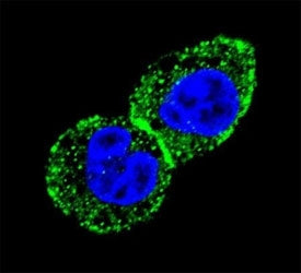 Confocal immunofluorescent analysis of IDH antibody with HepG2 cells followed by Alexa Fluor 488-con