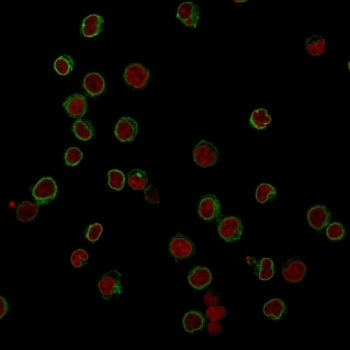 CD3 Antibody